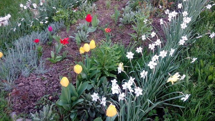  - LALELE- RUNCSOR 2016