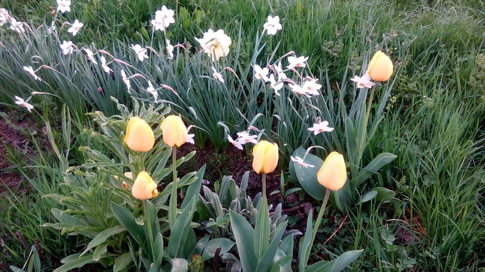  - LALELE- RUNCSOR 2016