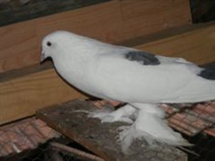 Mascul - Porumbei tapalagosi care nui mai detin