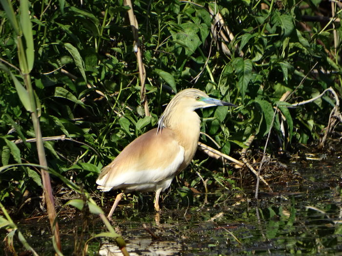 DSC00805 - 3-Salbaticiuni Delta Dunarii