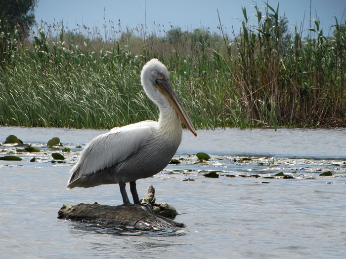 Pelican creț