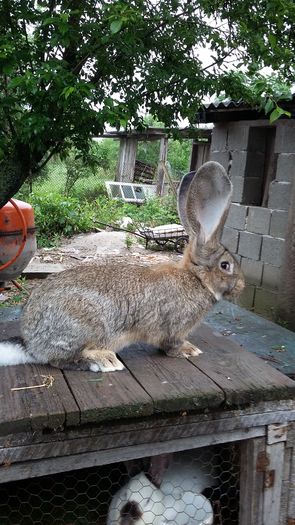 4.8 kg - Mascul ro 04 achizitie vaida 2016 martie