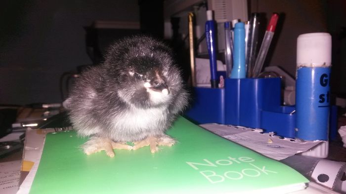 metis brahma albastru-faverolles; Rezultatul dintre brahma albastru la care nu am cocos si cocosul de faverolles la care nu am gaina. .Un puisor falcos, incaltat bine si cu 5 degetele.De fapt sunt trei fratiori aproape identici.
