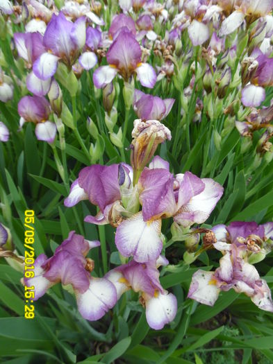 Iris pumila ROSEMARIE’S DREAM