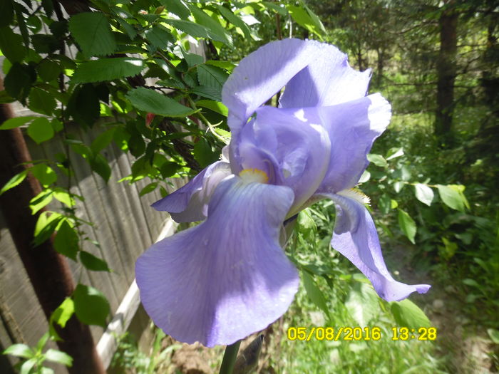 Iris germanica (foarte parfumat) - w Produse livrate