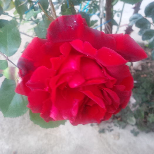 IMG_20160509_202946 - trandafiri 2016