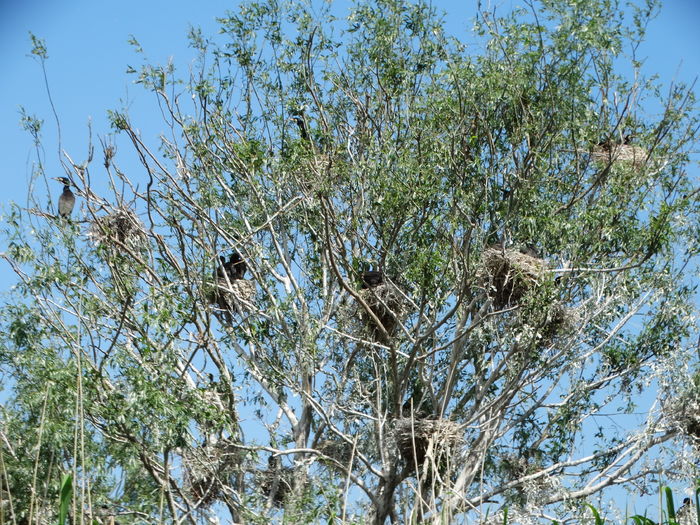 DSC01256 - 3-Salbaticiuni Delta Dunarii