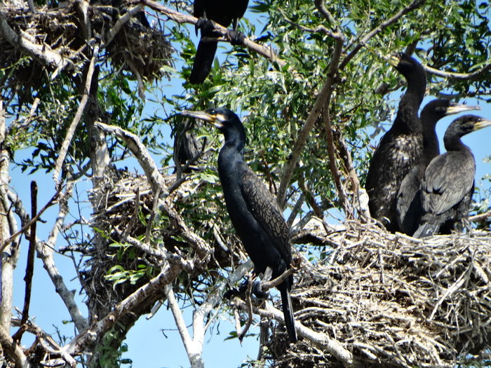DSC01271 - 3-Salbaticiuni Delta Dunarii