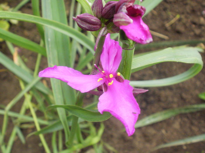 `Red Grape` - Tradescantia virginiana