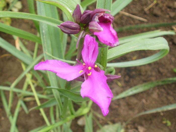 `Red Grape` - Tradescantia virginiana