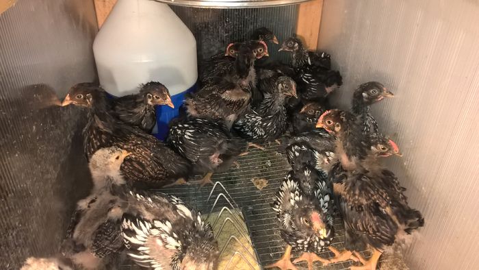 WP_20160509_22_52_54_Pro