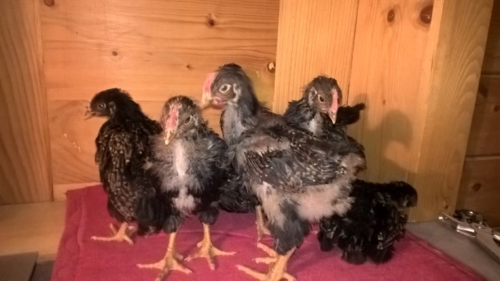 WP_20160509_22_46_09_Pro - Barnevelder