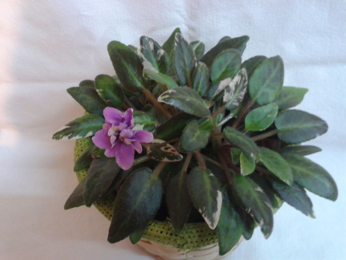 Fotografie0375 - VIOLETE_A