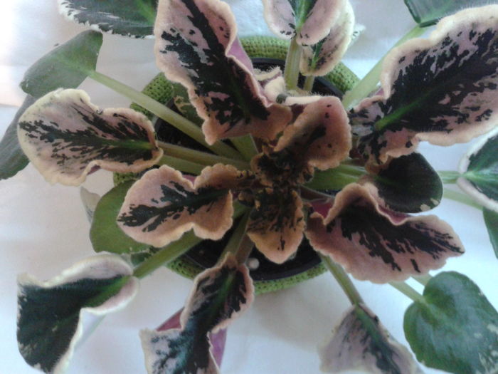 Fotografie0374 - VIOLETE_A