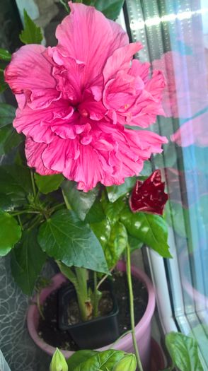 un harnicut si un bobocel lenes