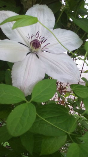 IMG_20160429_105459 - Clematis2016