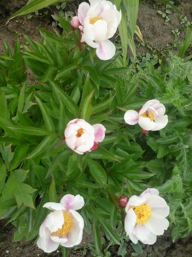 20160509_160749 - 2016 - 2017 Bujori