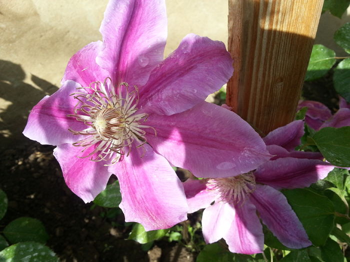 20160506_163241[1] - 02 clematite