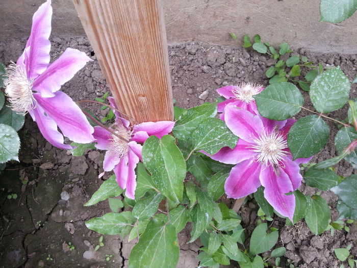 20160508_142535[1] - 02 clematite