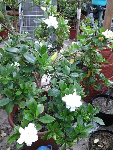 10.05.2016 - Gardenia - galbena jasminoidis Aurea 11 ani