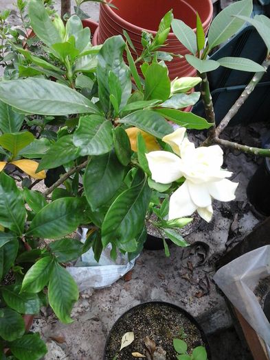 10.05.2016 - Gardenia - galbena jasminoidis Aurea 11 ani