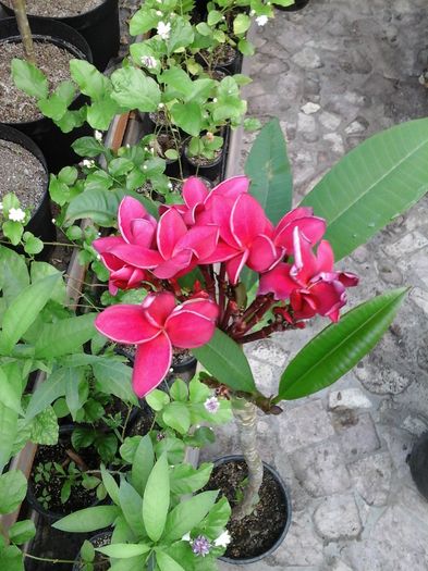 10.05.2016 - Plumeria - Red