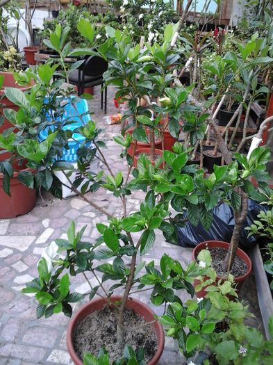 10.05.2016 - Gardenia - Jasminoidis floare mare altoita