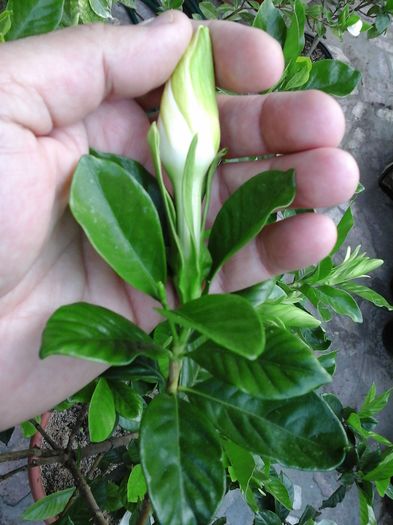 10.05.2016 - Gardenia - Jasminoidis floare mare altoita