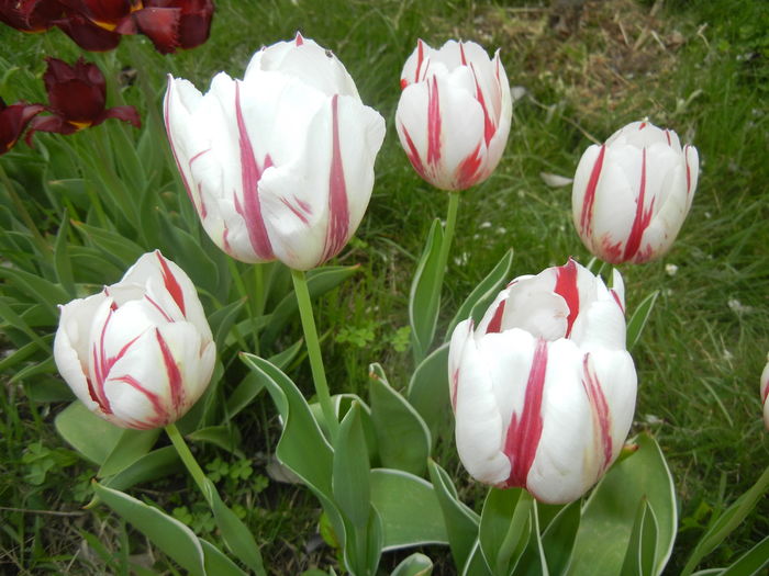 Tulipa Happy Generation (2016, April 14)