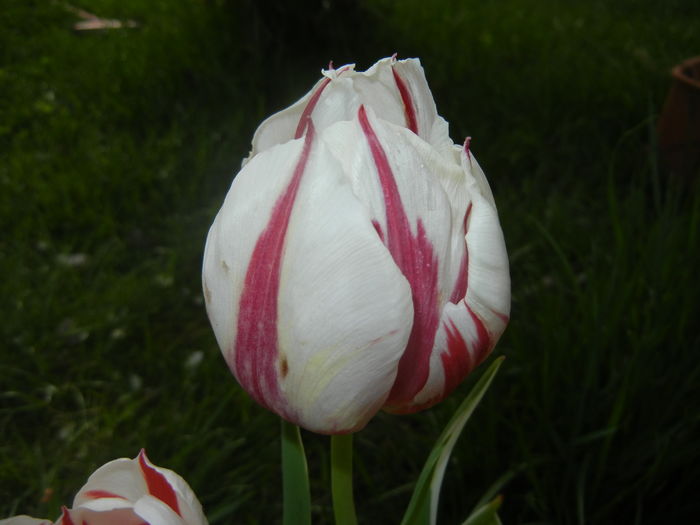 Tulipa Happy Generation (2016, April 14)