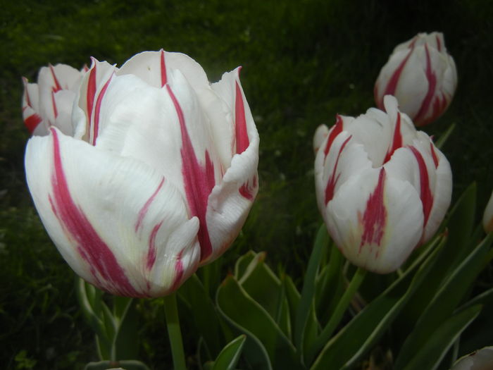 Tulipa Happy Generation (2016, April 14)