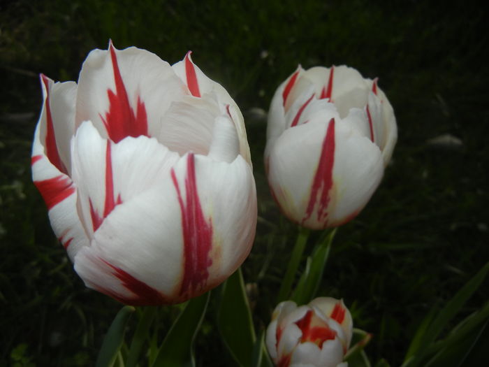 Tulipa Happy Generation (2016, April 14)