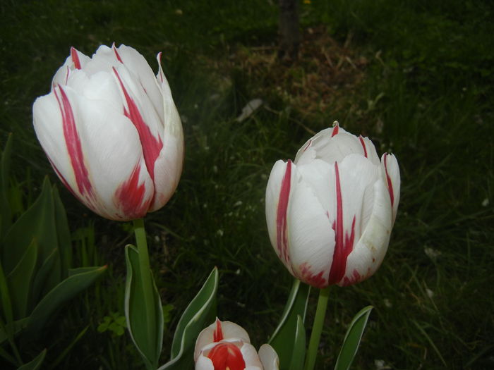 Tulipa Happy Generation (2016, April 14)