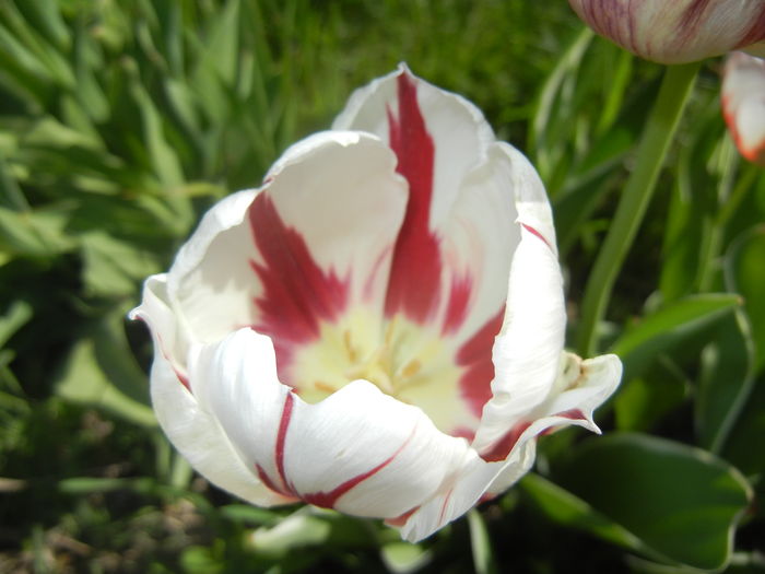 Tulipa Happy Generation (2016, April 17)