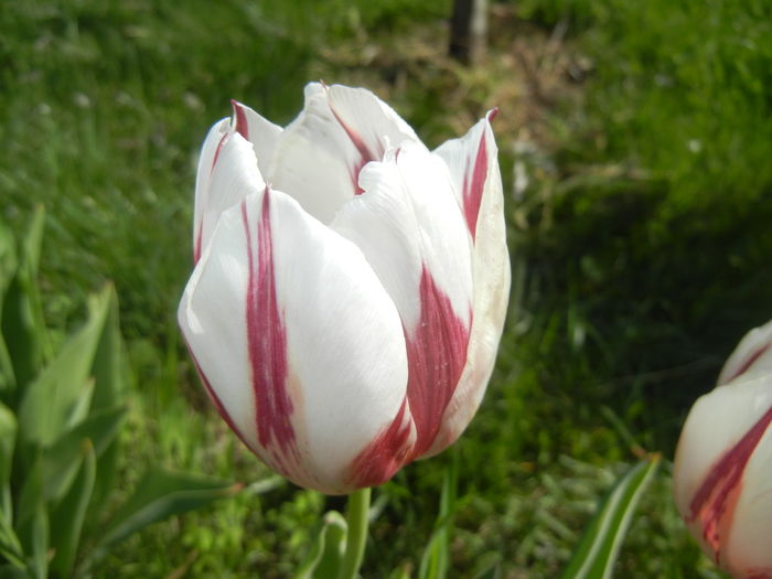 Tulipa Happy Generation (2016, April 17)