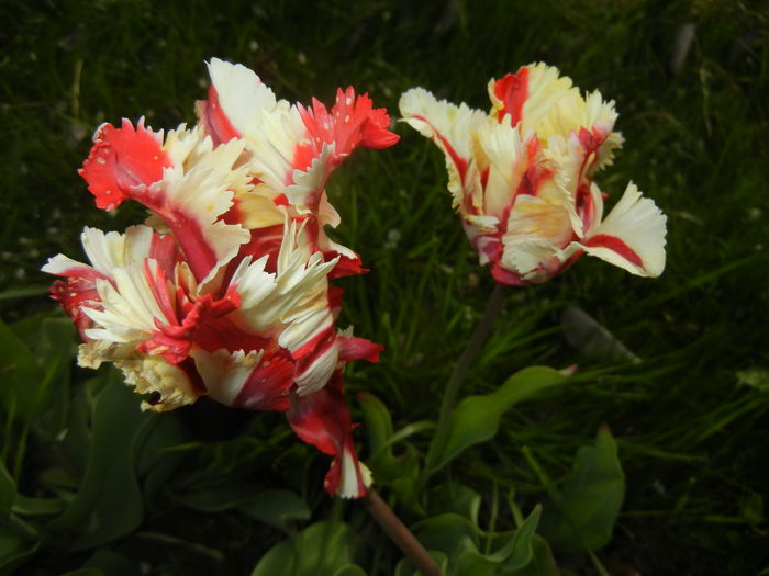 Tulipa Flaming Parrot (2016, April 14) - Tulipa Flaming Parrot