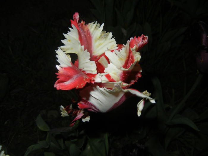 Tulipa Flaming Parrot (2016, April 15) - Tulipa Flaming Parrot