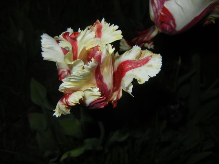 Tulipa Flaming Parrot (2016, April 15)