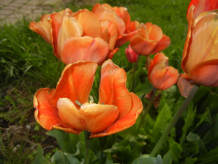 Tulipa Cairo (2016, April 14)