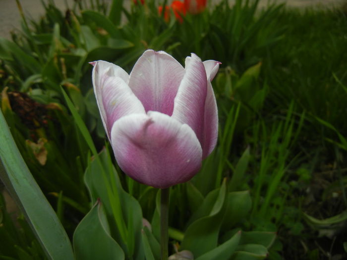 Tulipa Synaeda Blue (2016, April 14)