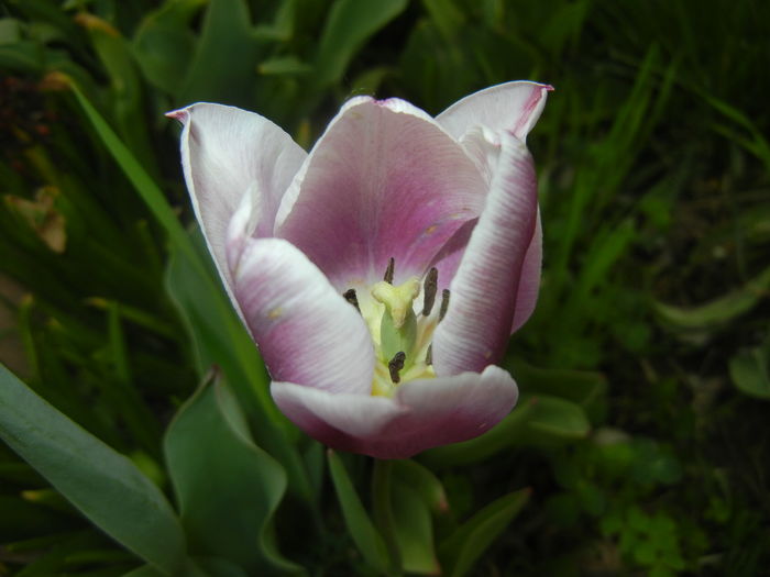 Tulipa Synaeda Blue (2016, April 14) - Tulipa Synaeda Blue