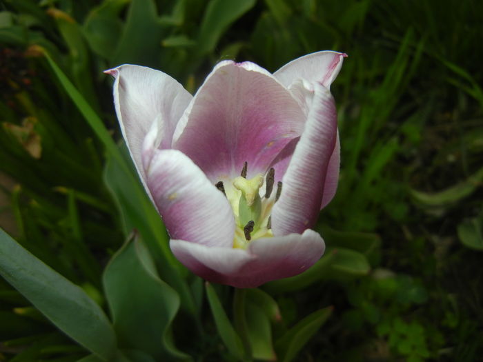 Tulipa Synaeda Blue (2016, April 14)