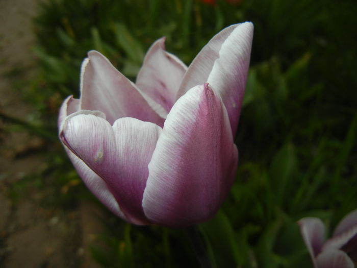 Tulipa Synaeda Blue (2016, April 14) - Tulipa Synaeda Blue