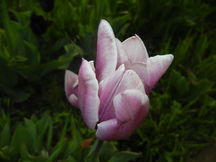 Tulipa Synaeda Blue (2016, April 14)