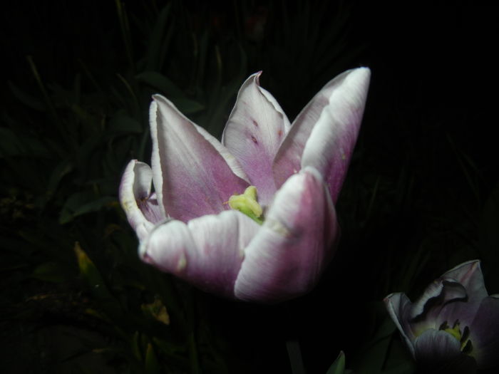 Tulipa Synaeda Blue (2016, April 15)