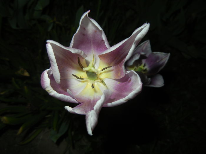 Tulipa Synaeda Blue (2016, April 15)