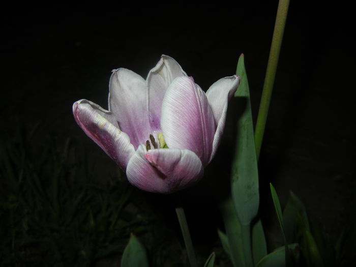 Tulipa Synaeda Blue (2016, April 15)
