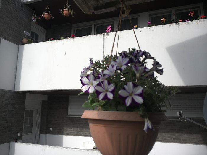 WIN_20160510_084531 - diverse_floricele