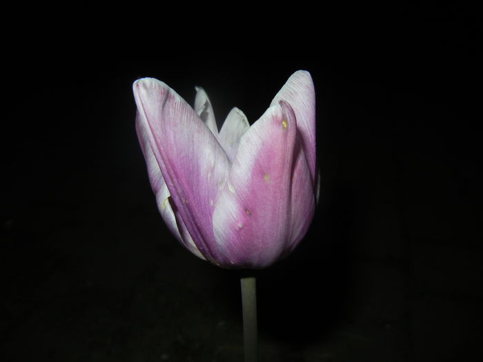 Tulipa Synaeda Blue (2016, April 15) - Tulipa Synaeda Blue