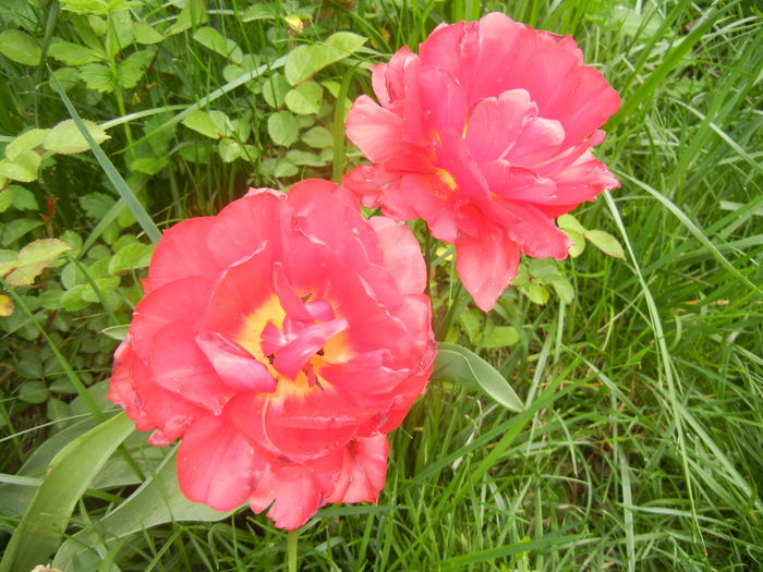 Tulipa Red (2016, April 14) - Tulipa Red